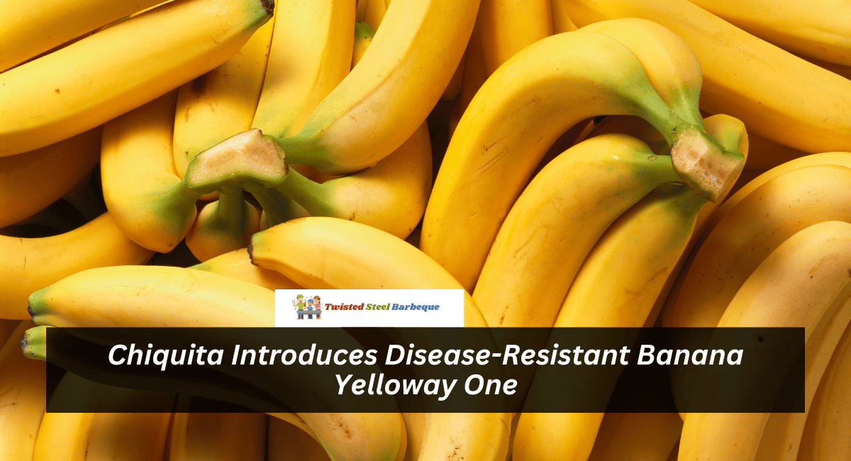 Chiquita Introduces Disease-Resistant Banana Yelloway One